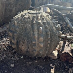 Wooden Sea Urchin